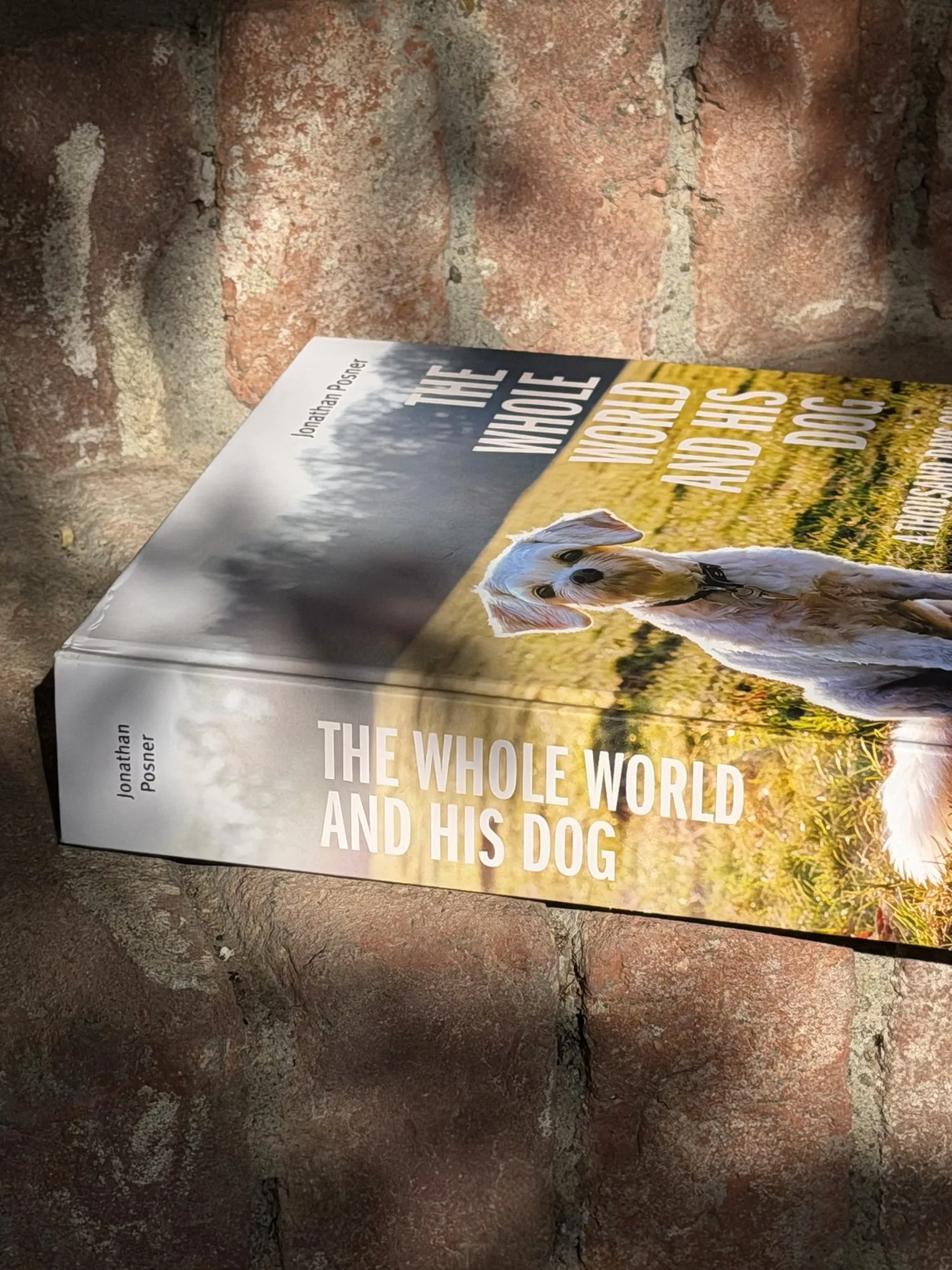 The Whole World and His Dog by Jonathan Posner, lying on a sunlit brick wall
