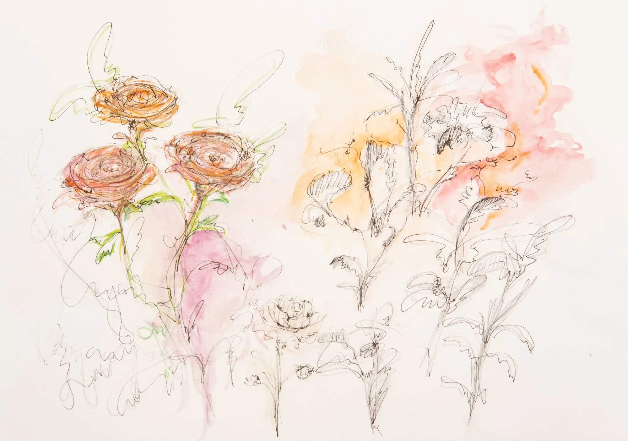 Ink sketch of ranunculus with washes of orange, pink and magenta